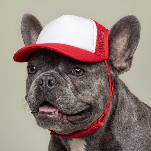 Dog Foam Trucker Hat